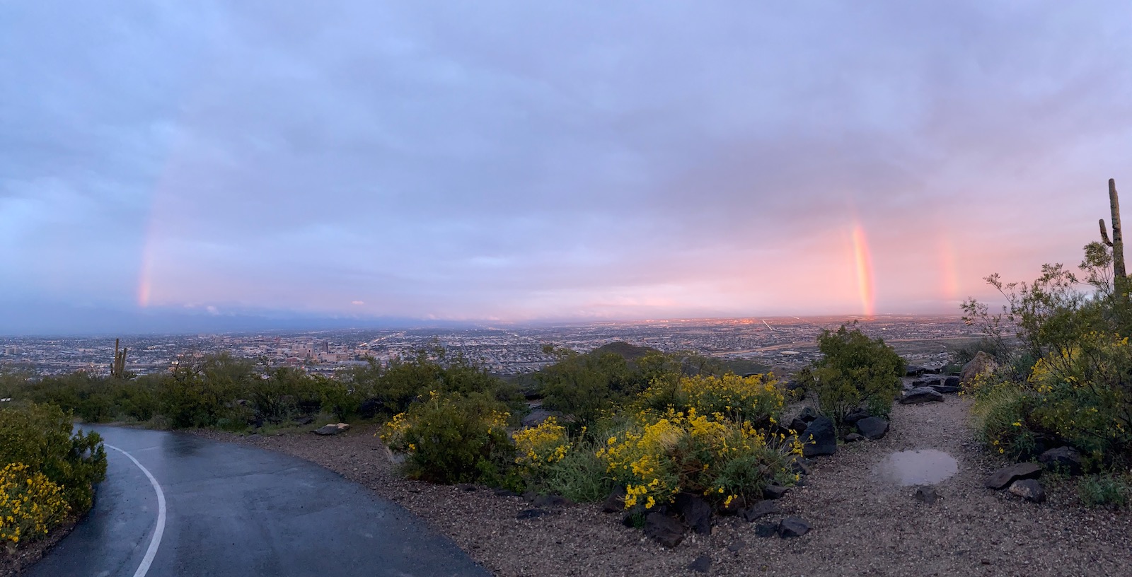 A photo of the beautiful sunset as seen from Tumamoc Hill. It is raining a little. The sky is pinkish purple, and a giant rainbow sits above the city of Tucson in the distance. In the foreground, there are green shrubs with yellow little flowers blossoming. Everything looks fresh, serene, and in general just poetic and beautiful.